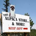 alpaca store.jpg